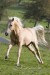 nemecky_jezdecky_pony